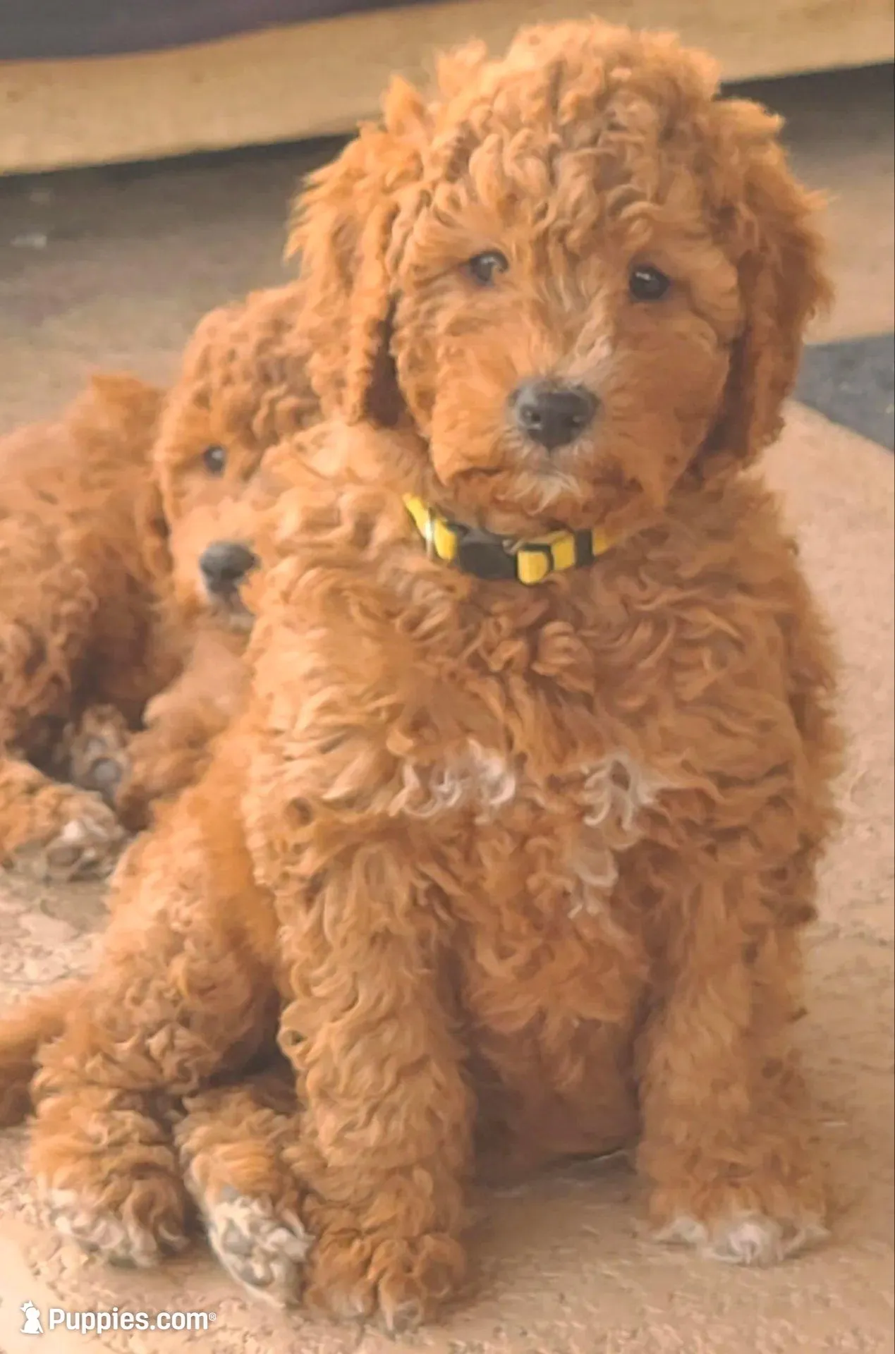 Yellow collar girl, a female Goldendoodle for sale in Phoenix, AZ – Photo 3 of 8