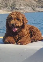 Yellow collar girl, a female Goldendoodle for sale in Phoenix, AZ – Photo 6 of 8