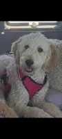 Yellow collar girl, a female Goldendoodle for sale in Phoenix, AZ – Photo 6 of 8