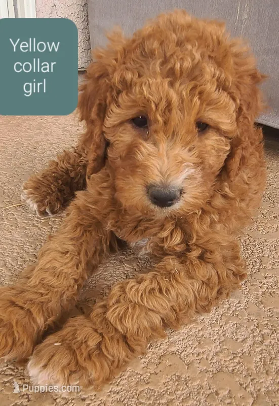 Yellow collar girl – Goldendoodle puppy for sale in Phoenix, AZ
