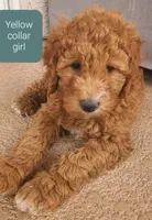 Yellow collar girl, a female Goldendoodle for sale in Phoenix, AZ – Photo 2 of 8
