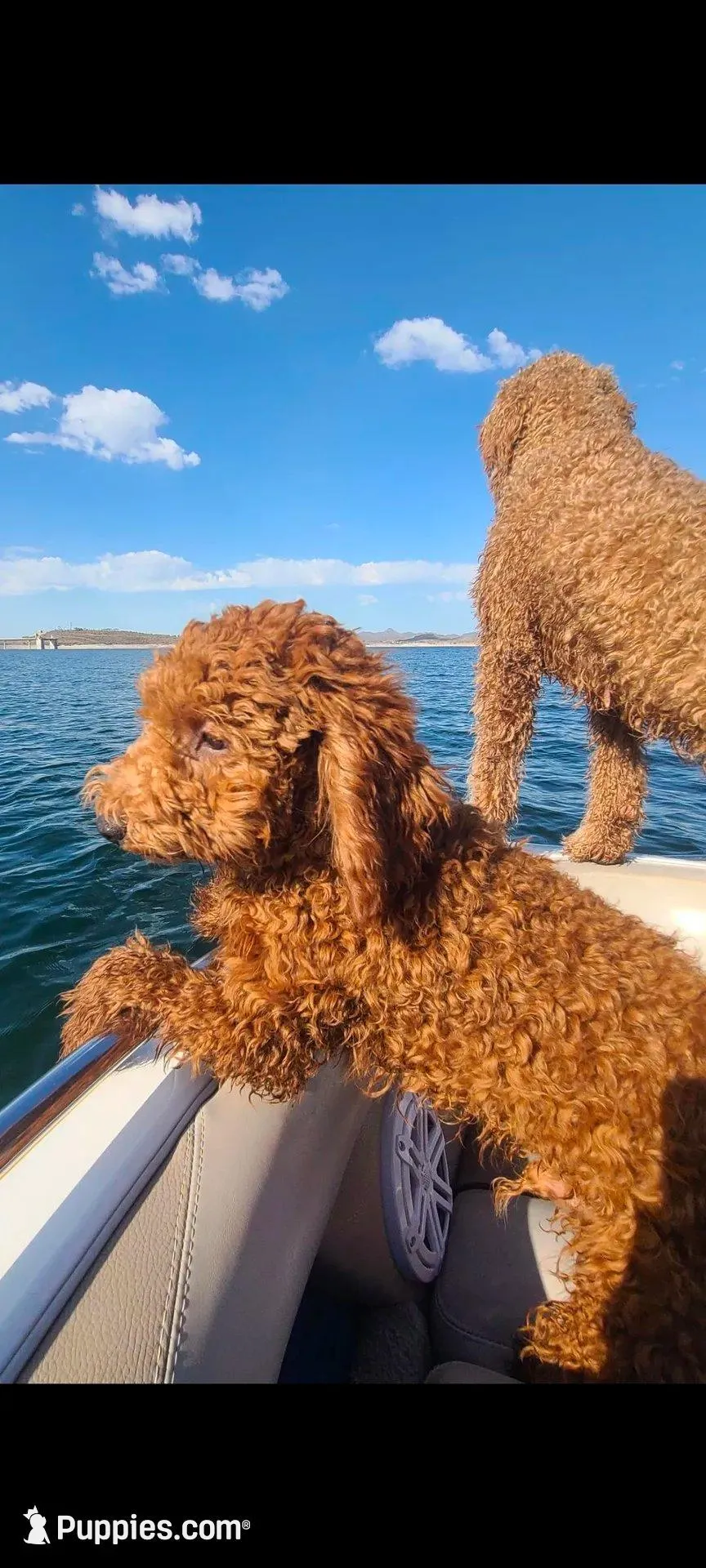 Yellow collar girl, a female Goldendoodle for sale in Phoenix, AZ – Photo 8 of 8