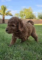 Penny Lane (approx 27 - 34 pounds), a female Goldendoodle for sale in Phoenix, AZ – 3 of 10