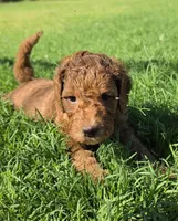 Betty ( 27 - 34 pounds full grown), a female Goldendoodle for sale in Phoenix, AZ – 4 of 10