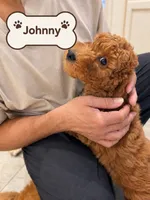 Johnny / 28 - 34 pounds full grown, a male Goldendoodle for sale in Phoenix, AZ – 4 of 10