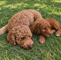 Danny / 28 - 34 pounds full grown, a male Goldendoodle for sale in Phoenix, AZ – 5 of 10