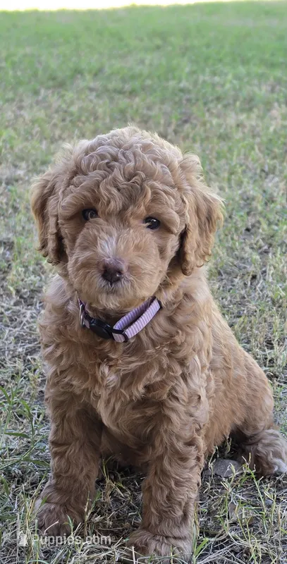 Grace,  (27 - 33 pounds full grown) – Goldendoodle puppy for sale in Surprise, AZ
