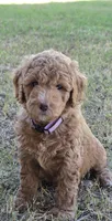 Grace,  (27 - 33 pounds full grown), a female Goldendoodle for sale in Surprise, AZ – 1 of 10