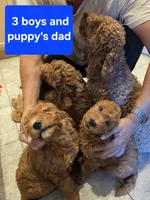 Mikey,  28 - 34 pounds full grown, a male Goldendoodle for sale in Phoenix, AZ – 4 of 9