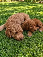 Pink collar girl, a female Goldendoodle for sale in Phoenix, AZ – 4 of 10