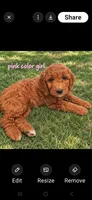 Pink collar girl / 35 - 40 pounds full grown, a female Goldendoodle for sale in Phoenix, AZ – 3 of 10