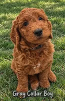 Dark blue collar boy / 35-40 pounds full grown, a male Goldendoodle for sale in Phoenix, AZ – 10 of 10