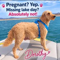 Yellow collar girl / 35 - 40 pounds full grown, a female Goldendoodle for sale in Phoenix, AZ – 10 of 10