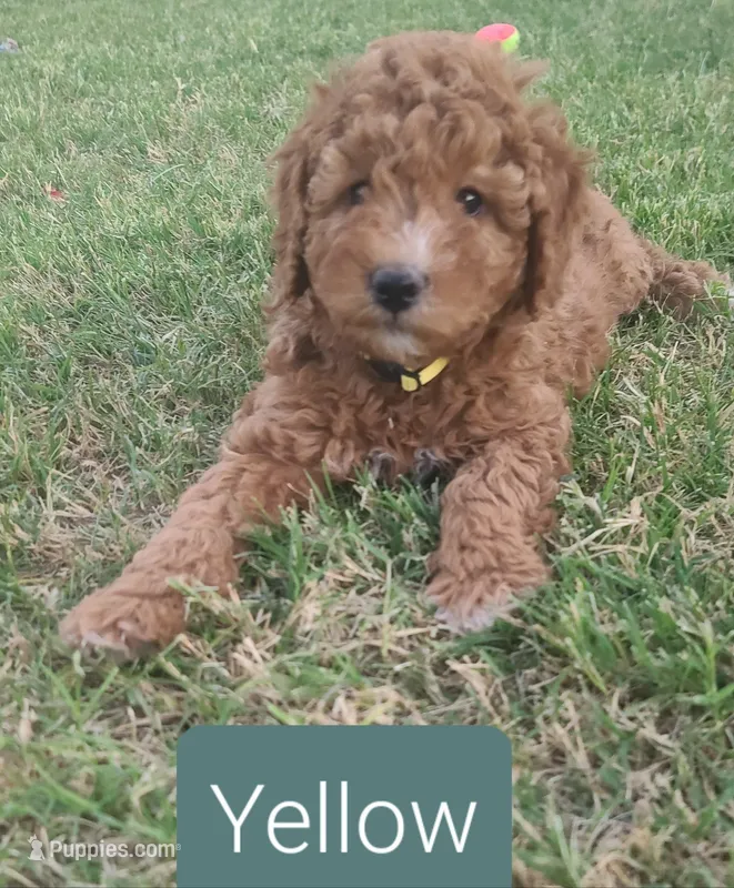 Yellow collar girl – Goldendoodle puppy for sale in Phoenix, AZ