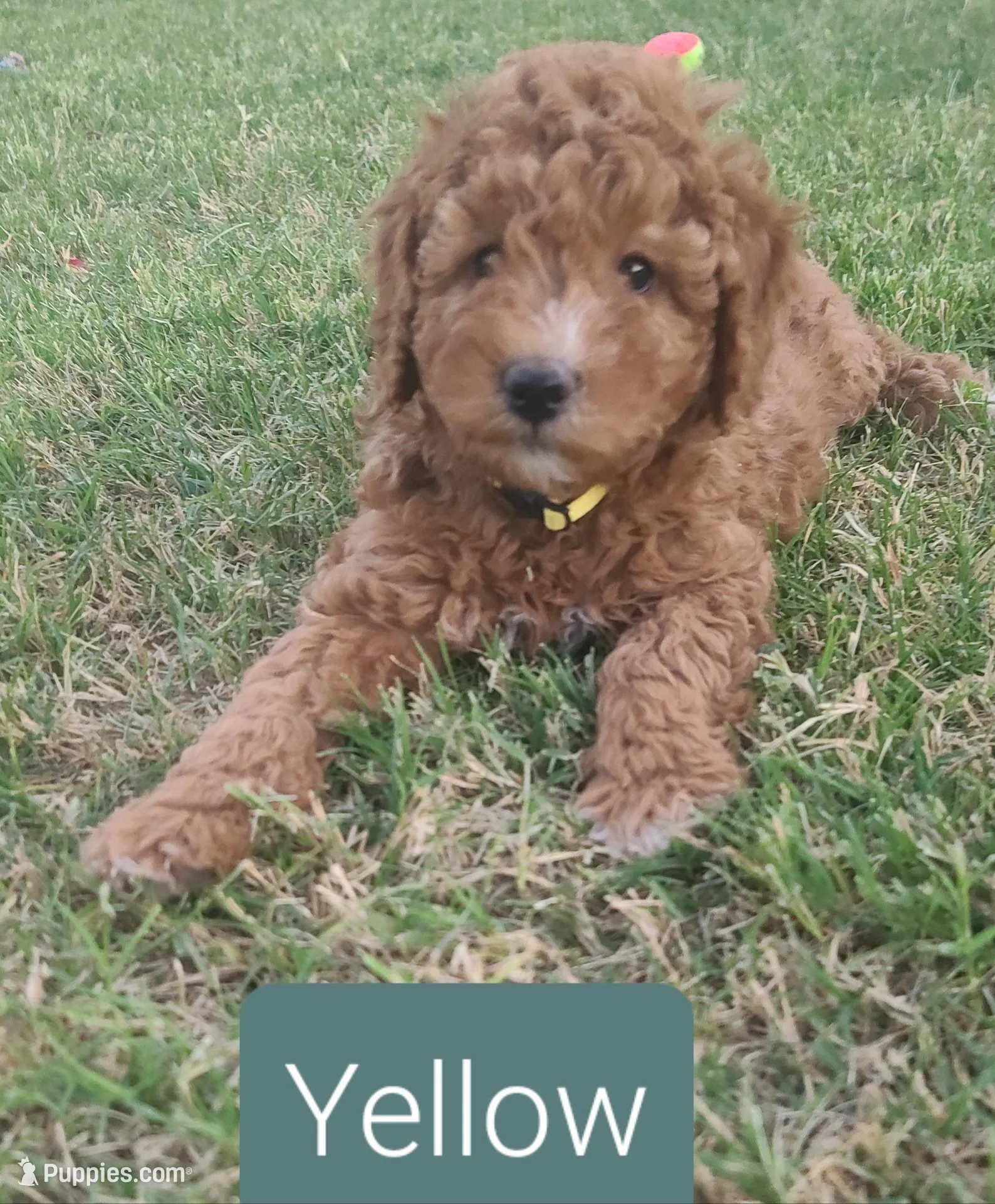 Yellow collar girl, a female Goldendoodle for sale in Phoenix, AZ – Photo 1 of 8