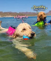 Johnny   (28 - 35 pounds full gown), a male Goldendoodle for sale in Phoenix, AZ – 9 of 10