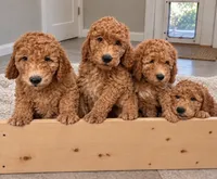 Johnny / 28 - 34 pounds full grown, a male Goldendoodle for sale in Phoenix, AZ – 10 of 10
