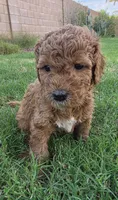 Penny Lane (approx 27 - 34 pounds), a female Goldendoodle for sale in Phoenix, AZ – 5 of 10