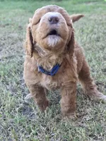 Johnny   (30 - 35 pounds full gown), a male Goldendoodle for sale in Surprise, AZ – 3 of 10