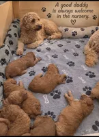Light blue collar boy / 35-40 pounds full grown, a male Goldendoodle for sale in Phoenix, AZ – 5 of 10