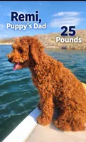 Mikey, (30 - 35 pounds full grown), a male Goldendoodle for sale in Surprise, AZ – 7 of 10