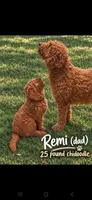 Light blue collar boy / 35-40 pounds full grown, a male Goldendoodle for sale in Phoenix, AZ – 4 of 10