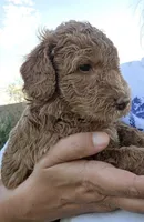 Johnny   (28 - 35 pounds full gown), a male Goldendoodle for sale in Phoenix, AZ – 4 of 10