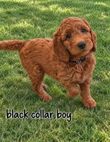 Light blue collar boy / 35-40 pounds full grown, a male Goldendoodle for sale in Phoenix, AZ – 8 of 10