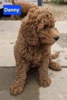 Danny / 28 - 34 pounds full grown, a male Goldendoodle for sale in Phoenix, AZ – 3 of 10