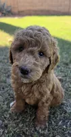 Johnny   (30 - 35 pounds full gown), a male Goldendoodle for sale in Surprise, AZ – 2 of 10