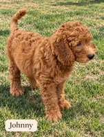 Johnny / 28 - 34 pounds full grown, a male Goldendoodle for sale in Phoenix, AZ – 3 of 10