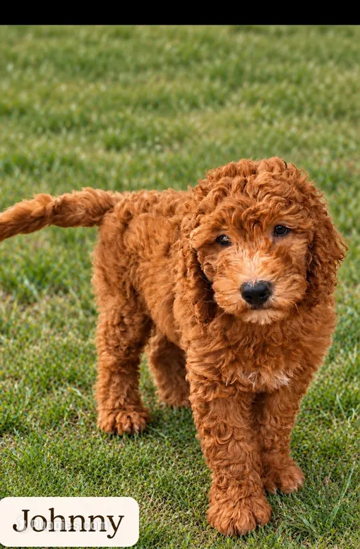 Johnny / 28 - 34 pounds full grown – Goldendoodle puppy for sale in Phoenix, AZ