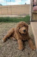 Julie,  (27 - 33 pounds full grown), a female Goldendoodle for sale in Surprise, AZ – 6 of 10