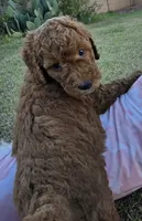 Mikey, (30 - 35 pounds full grown), a male Goldendoodle for sale in Surprise, AZ – 5 of 10