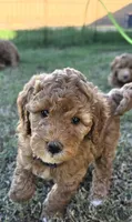 Donna,  (27 - 33 pounds full grown), a female Goldendoodle for sale in Surprise, AZ – 1 of 10