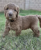 Johnny   (28 - 35 pounds full gown), a male Goldendoodle for sale in Phoenix, AZ – 5 of 10