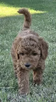 Penny Lane (27 - 33 pounds full grown), a female Goldendoodle for sale in Surprise, AZ – 4 of 10