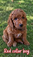 Red collar boy, 28 - 32 pounds full grown, a male Goldendoodle for sale in Phoenix, AZ – 2 of 10