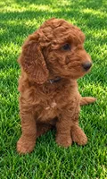 Pink collar girl, a female Goldendoodle for sale in Phoenix, AZ – 9 of 10