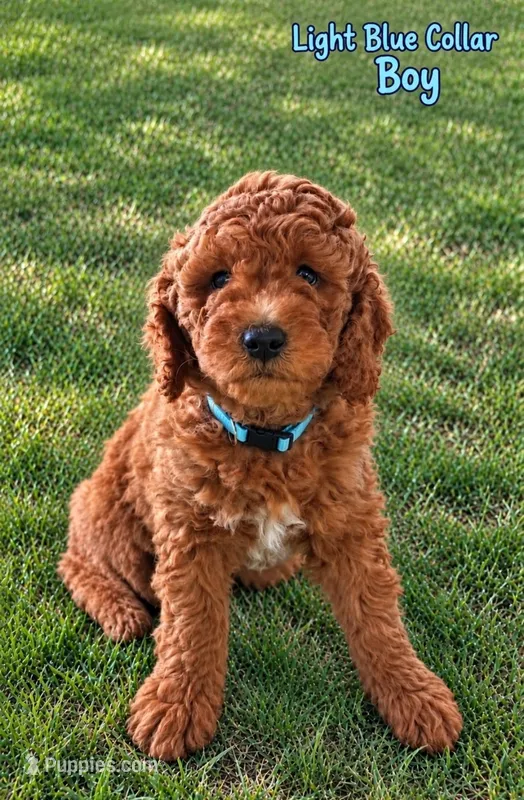 Light blue collar boy / 35-40 pounds full grown – Goldendoodle puppy for sale in Phoenix, AZ