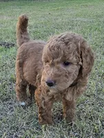 Marsha ( 27 - 33 pounds full grown ), a female Goldendoodle for sale in Surprise, AZ – 2 of 9