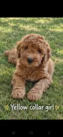 Pink collar girl / 35 - 40 pounds full grown, a female Goldendoodle for sale in Phoenix, AZ – 8 of 10