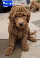 Danny / 28 - 34 pounds full grown, a male Goldendoodle for sale in Phoenix, AZ – 2 of 10