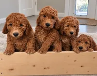 Danny / 28 - 34 pounds full grown, a male Goldendoodle for sale in Phoenix, AZ – 10 of 10