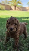 Betty ( 27 - 34 pounds full grown), a female Goldendoodle for sale in Phoenix, AZ – 3 of 10