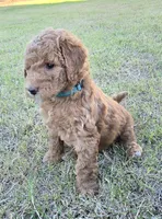 Marsha ( 27 - 33 pounds full grown ), a female Goldendoodle for sale in Surprise, AZ – 4 of 9