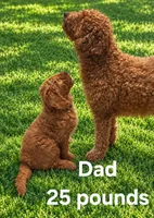 Pink collar girl, a female Goldendoodle for sale in Phoenix, AZ – 2 of 10