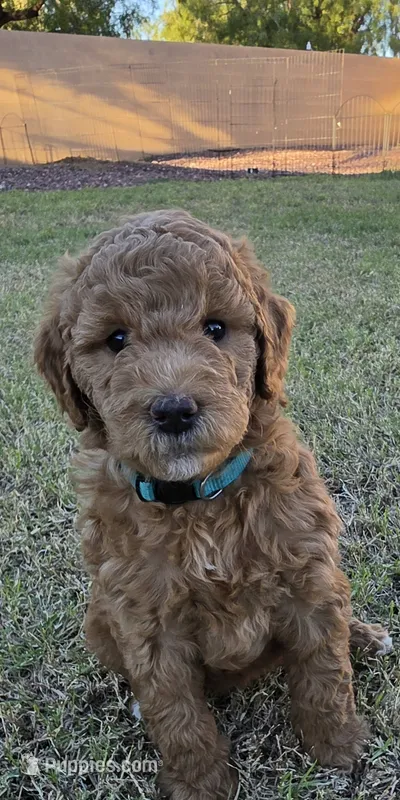 Marsha ( 27 - 33 pounds full grown ) – Goldendoodle puppy for sale in Surprise, AZ