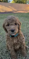 Marsha ( 27 - 33 pounds full grown ), a female Goldendoodle for sale in Surprise, AZ – 1 of 9