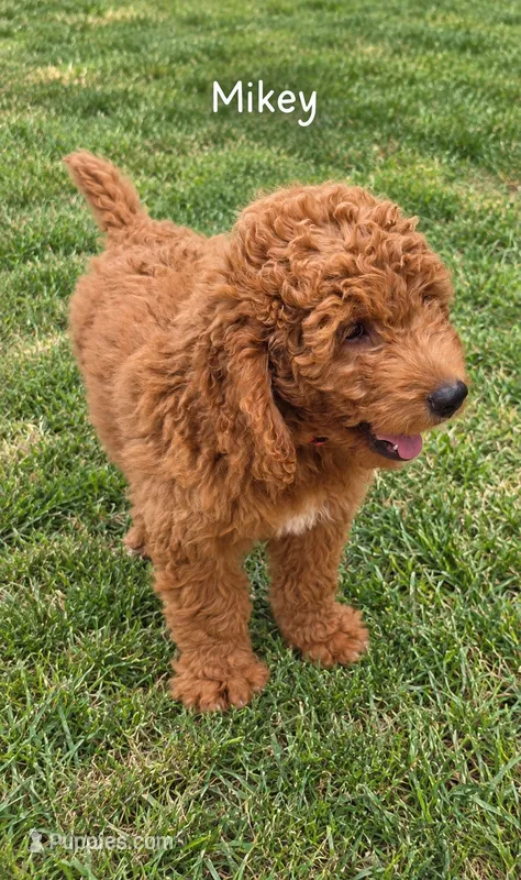 Mikey,  28 - 34 pounds full grown – Goldendoodle puppy for sale in Phoenix, AZ